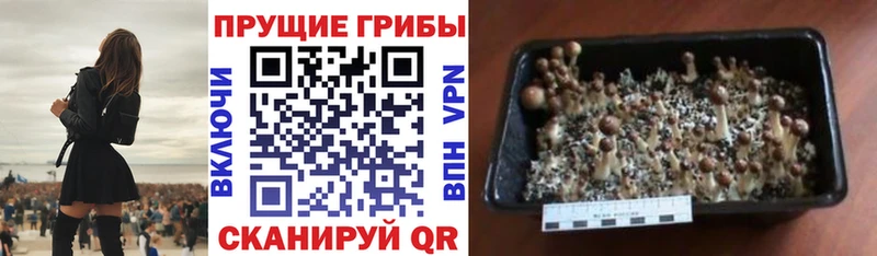Псилоцибиновые грибы GOLDEN TEACHER Монино